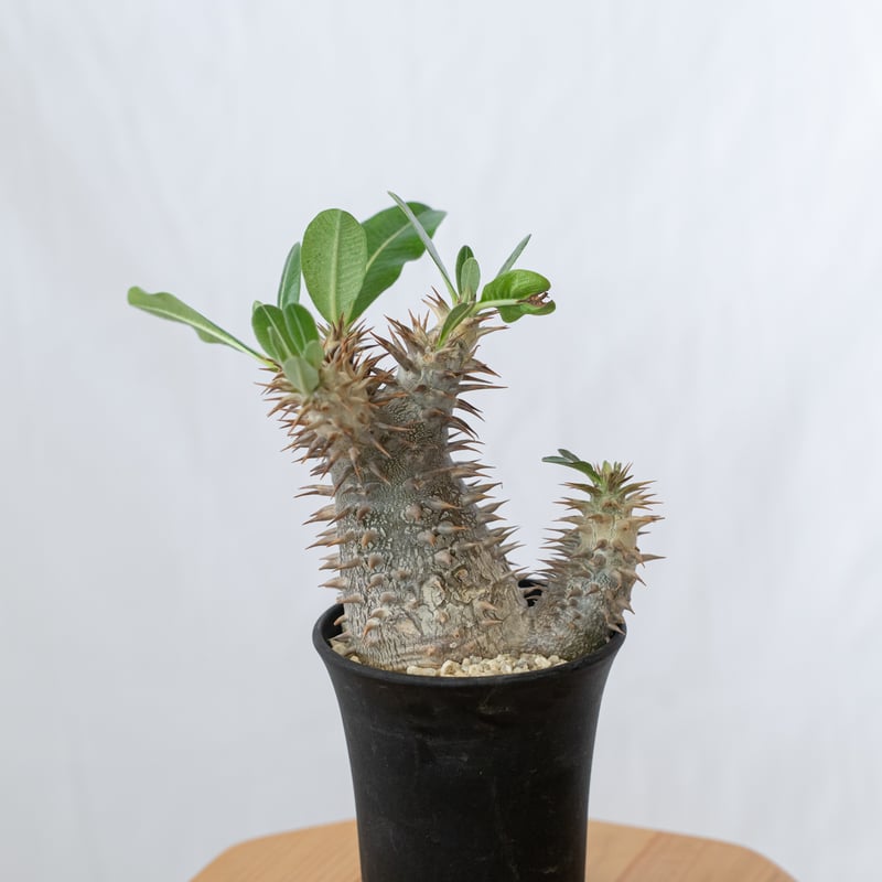 塊根植物 パキポディウム　デンシフローラム var.ブレビカリックス パキポディウム・ブレビカリックスの育て方/育ちの記録 | グリーン