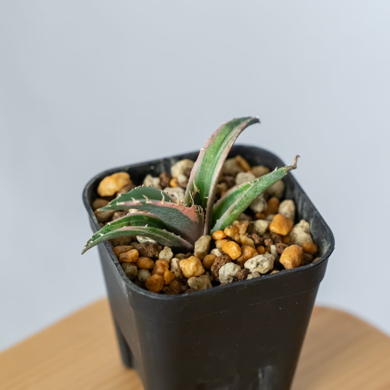 アガベ チタノタ 白鯨 白覆輪 TC株 白鯨錦 Agave titanota White Wh