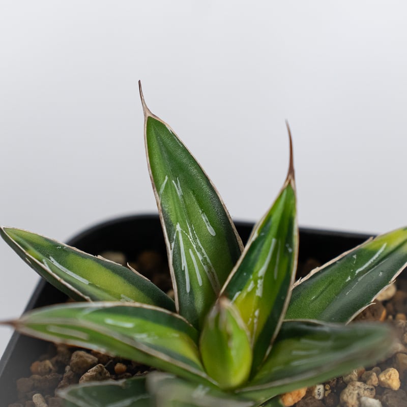 アガベ 笹の雪 サンキング OC株 Agave victoriae-reginae varie