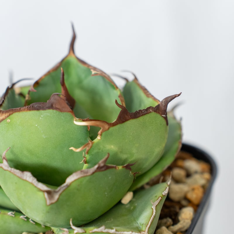 アガベ チタノタ 純血ジャガーノート 美株 OC株【発根管理中