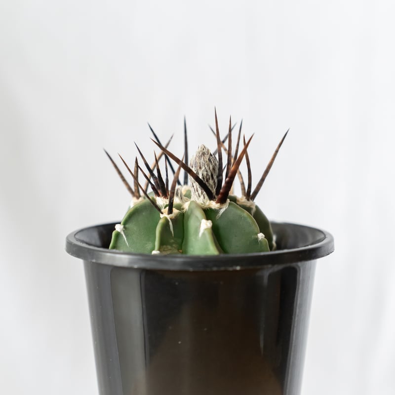 アストロフィツム 大鳳玉 実生 美株 Astrophytum capricorne v. cr