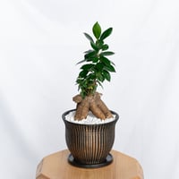 ガジュマル 鉢セット Ficus microcarpa キジムナー 多幸の木 塊根植物 多肉植物 静岡 ANTIDOTE 通販 S1047