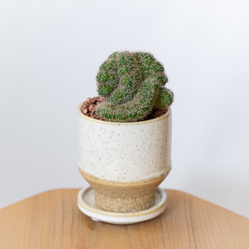 セレウス 金獅子 鉢セット Cereus variabilis f.monstrosus サボ