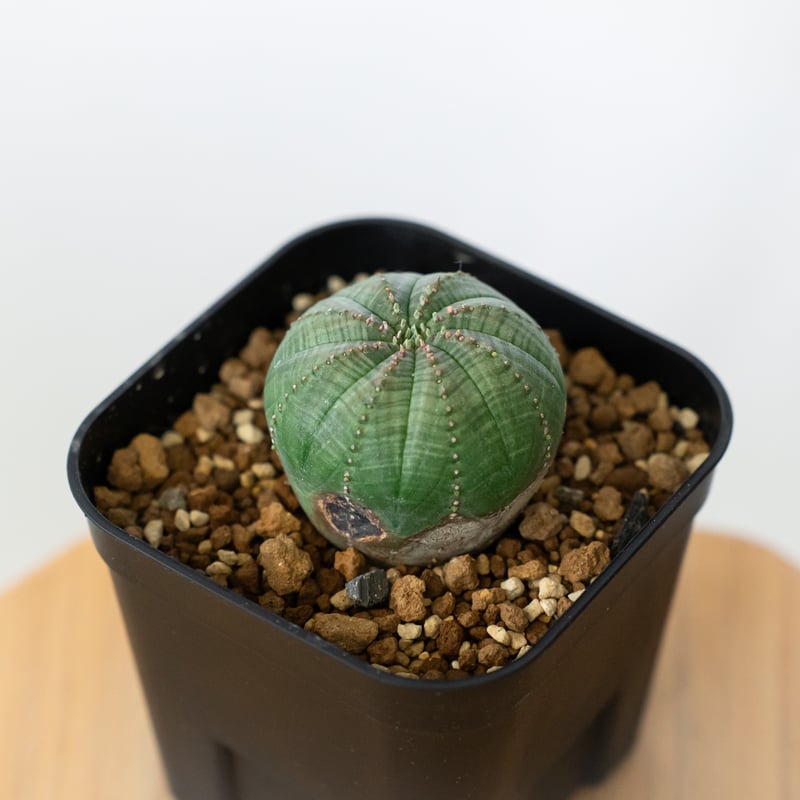 ユーフォルビア オベサ 実生 Euphorbia obesa 多肉植物 珍奇植物 静岡