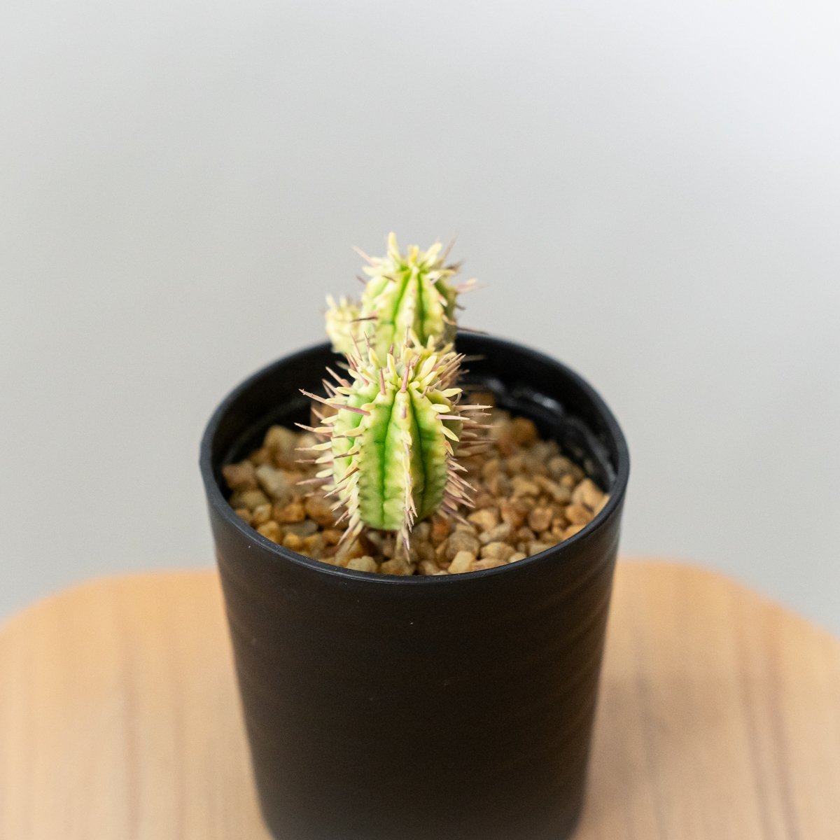 ユーフォルビア 紅彩閣錦 エノプラ 斑入り Euphorbia enopla 塊根植物