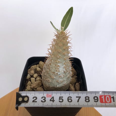 パキポディウム グラキリス 実生 pachypodhium Gracilius 塊根植物 コーデックス 多肉植物 珍奇植物 静岡 ANTIDOTE 通販 S1261