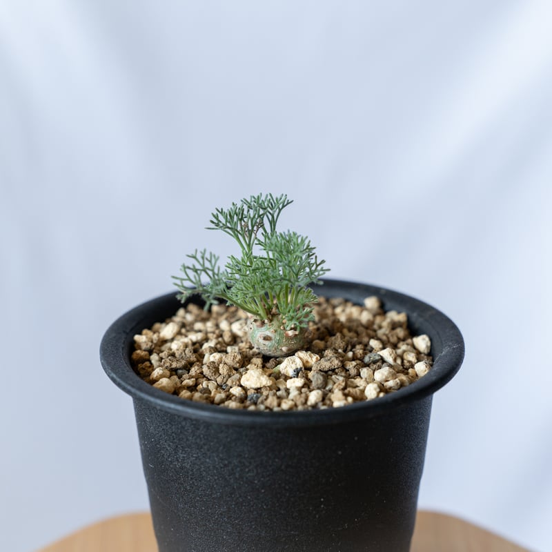モンソニア ペニクリナム Monsonia peniculinum サルコカウロン