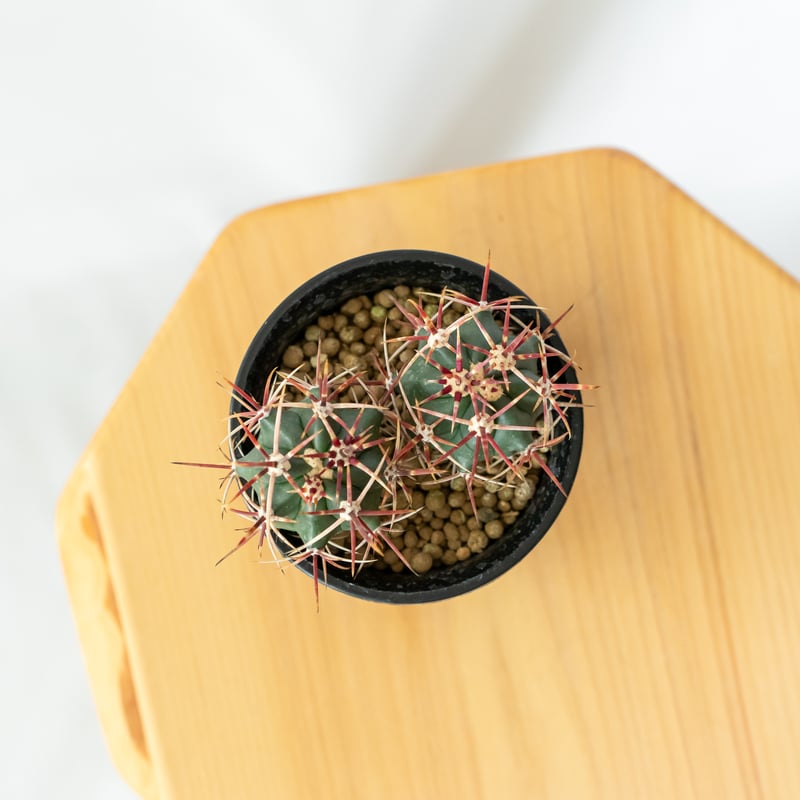 フェロカクタス 神仙玉 実生 美株 Ferocactus coloratus