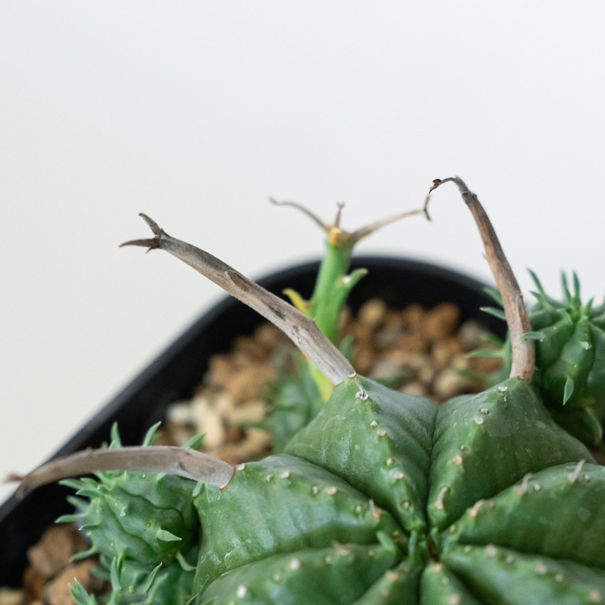 ユーフォルビア スーパーバリダ 子株付き 美株 実生 Euphorbia super