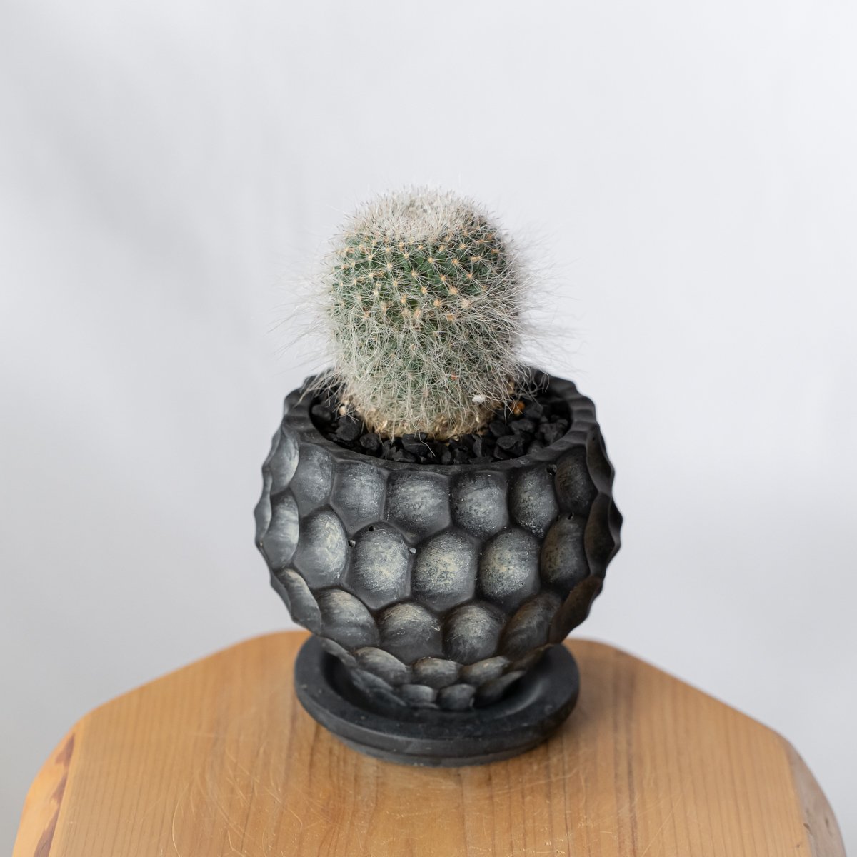 マミラリア 玉翁 鉢セット Mammillaria hahniana サボテン 多肉植物
