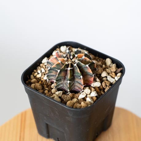 ギムノカリキウム ミハノビッチ 実生 緋牡丹錦 ヒボタンニシキ Gymnocalycium mihanovichii サボテン 多肉植物 珍奇植物 静岡 ANTIDOTE 通販 S1372