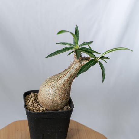 美株　現地球グラキリス 発根済】【現地球】パキポディウム グラキリス | BRIDGE GARDEN