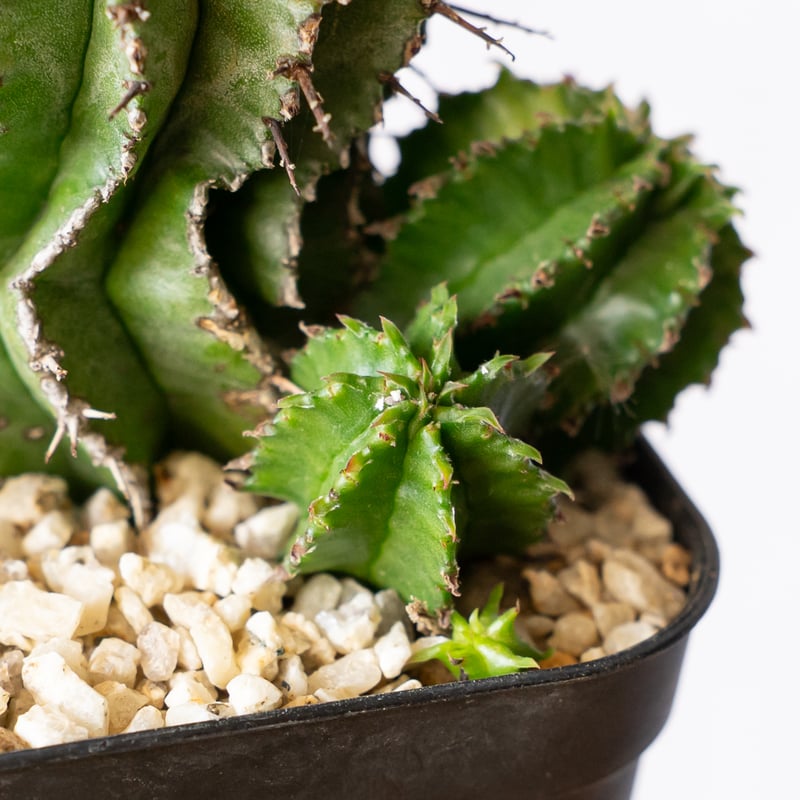 ユーフォルビア ポリゴナ Euphorbia polygona 多肉植物 珍奇植物 静岡