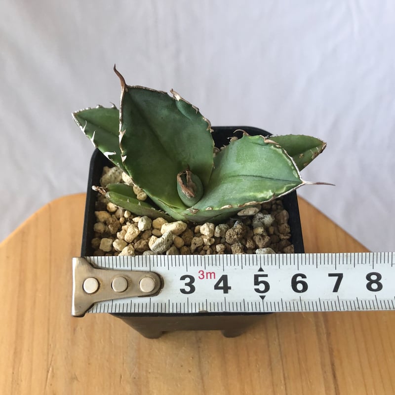 アガベ チタノタ 白犀牛 シロサイ【発根管理中】TC株 Agave titanota