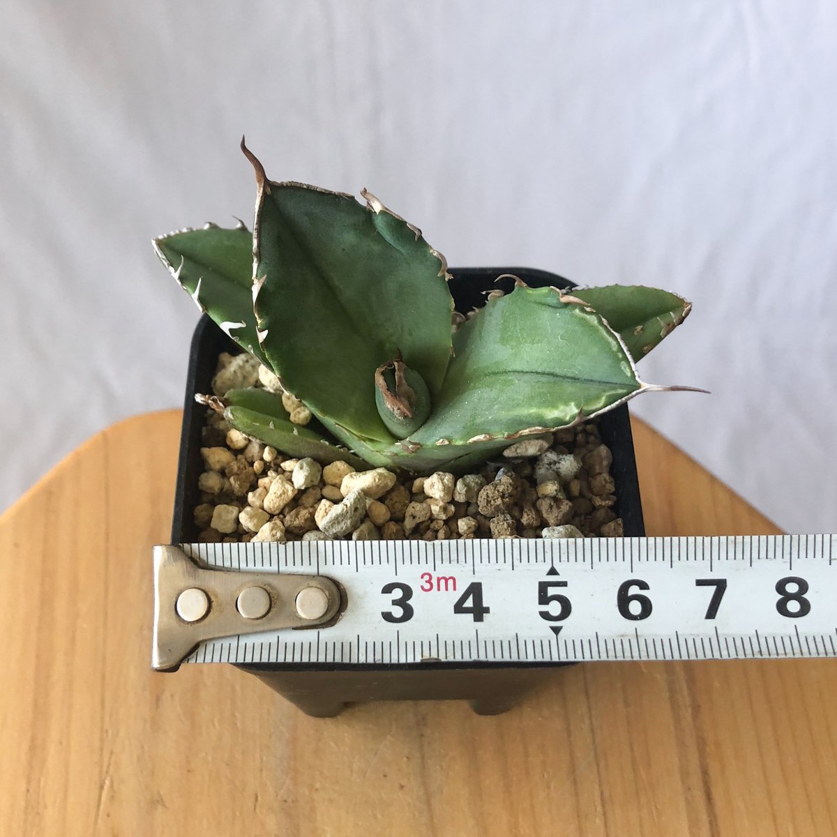 アガベ チタノタ 白犀牛 シロサイ【発根管理中】TC株 Agave titanota