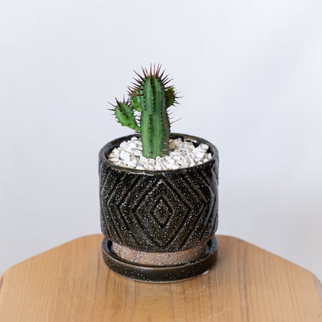 ユーフォルビア 紅彩閣 エノプラ 鉢セット Euphorbia enopla 塊根植物 多肉植物 珍奇植物 静岡 ANTIDOTE 通販 S1388