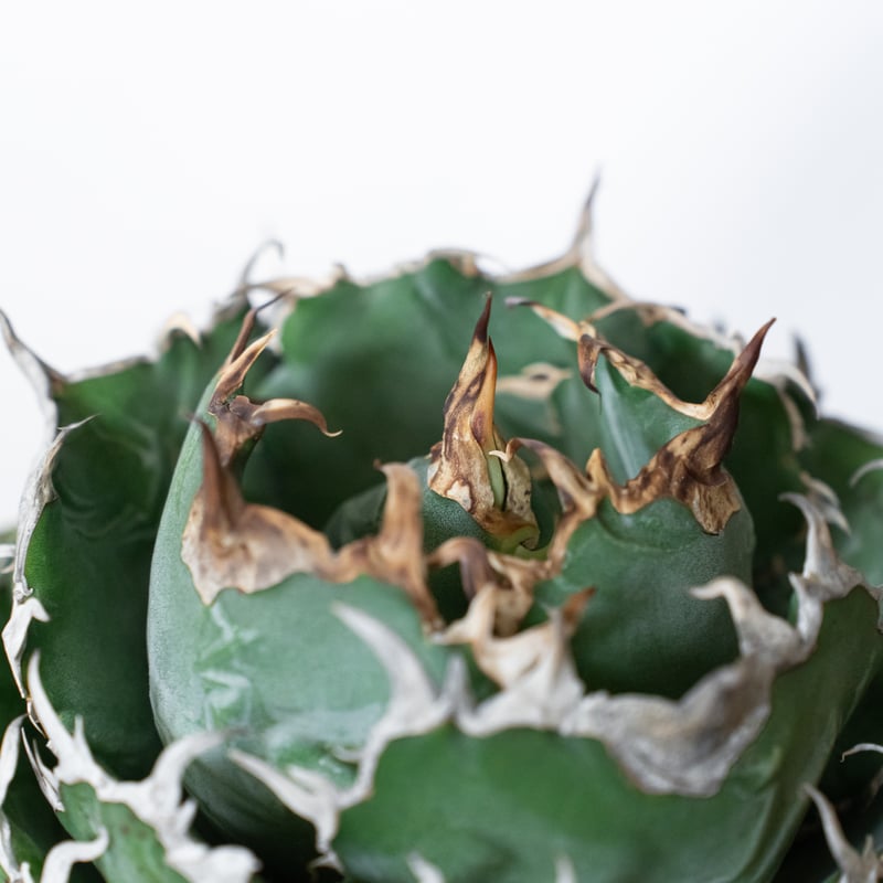 アガベ チタノタ 白鯨 特大株 【発根管理中】OC株 Agave titanota White