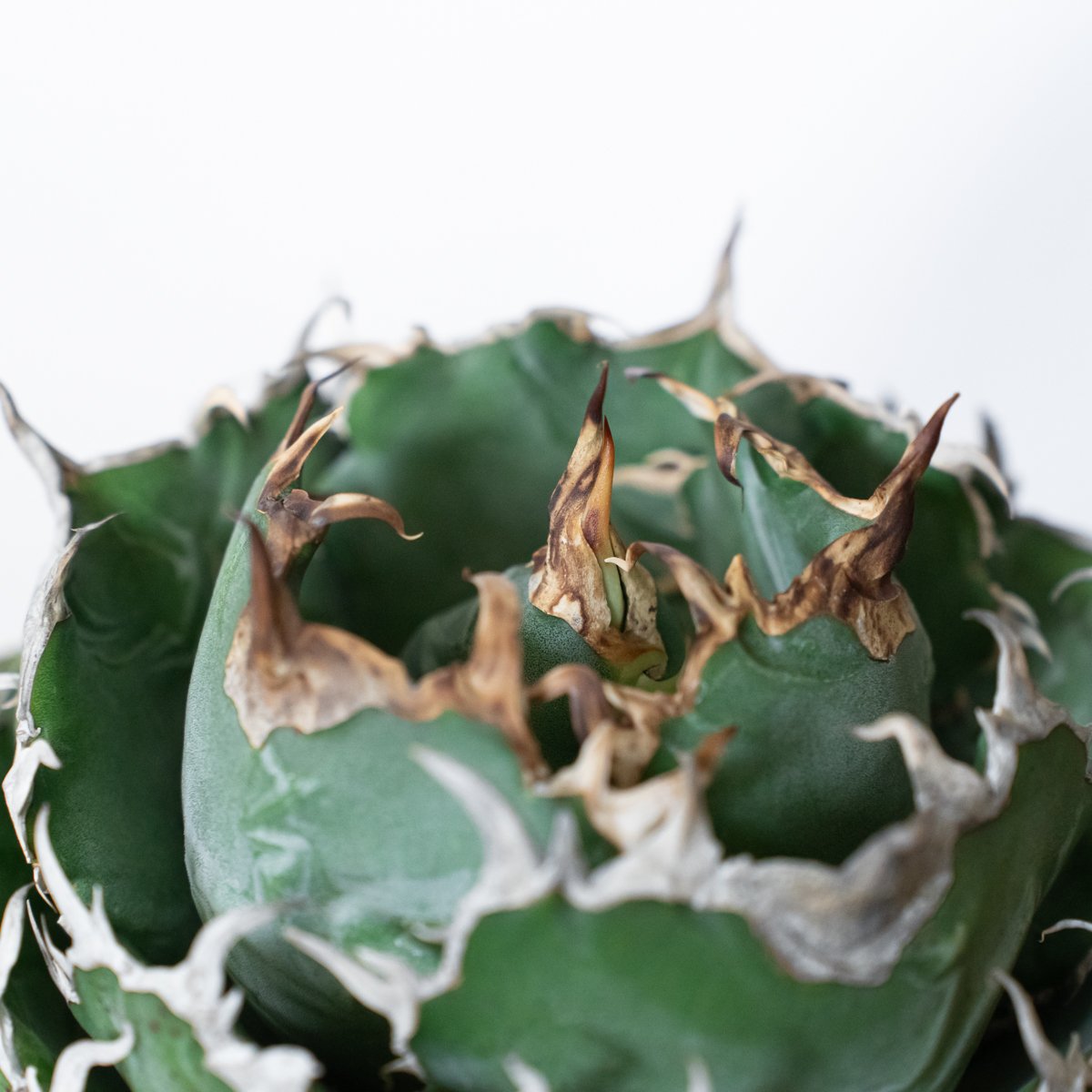 アガベ チタノタ 白鯨　特大大株 アガベ チタノタ 白鯨 特大株 【発根管理中】OC株 Agave titanota White
