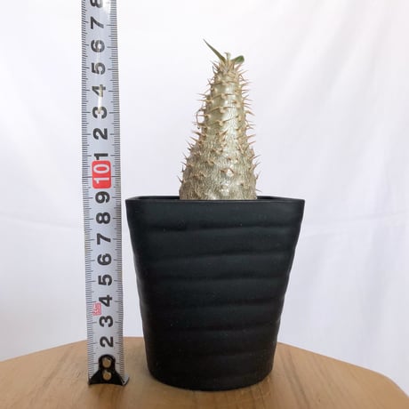 パキポディウム グラキリス 実生 pachypodhium Gracilius 塊根植物 コーデックス 多肉植物 珍奇植物 静岡 ANTIDOTE 通販 S1261