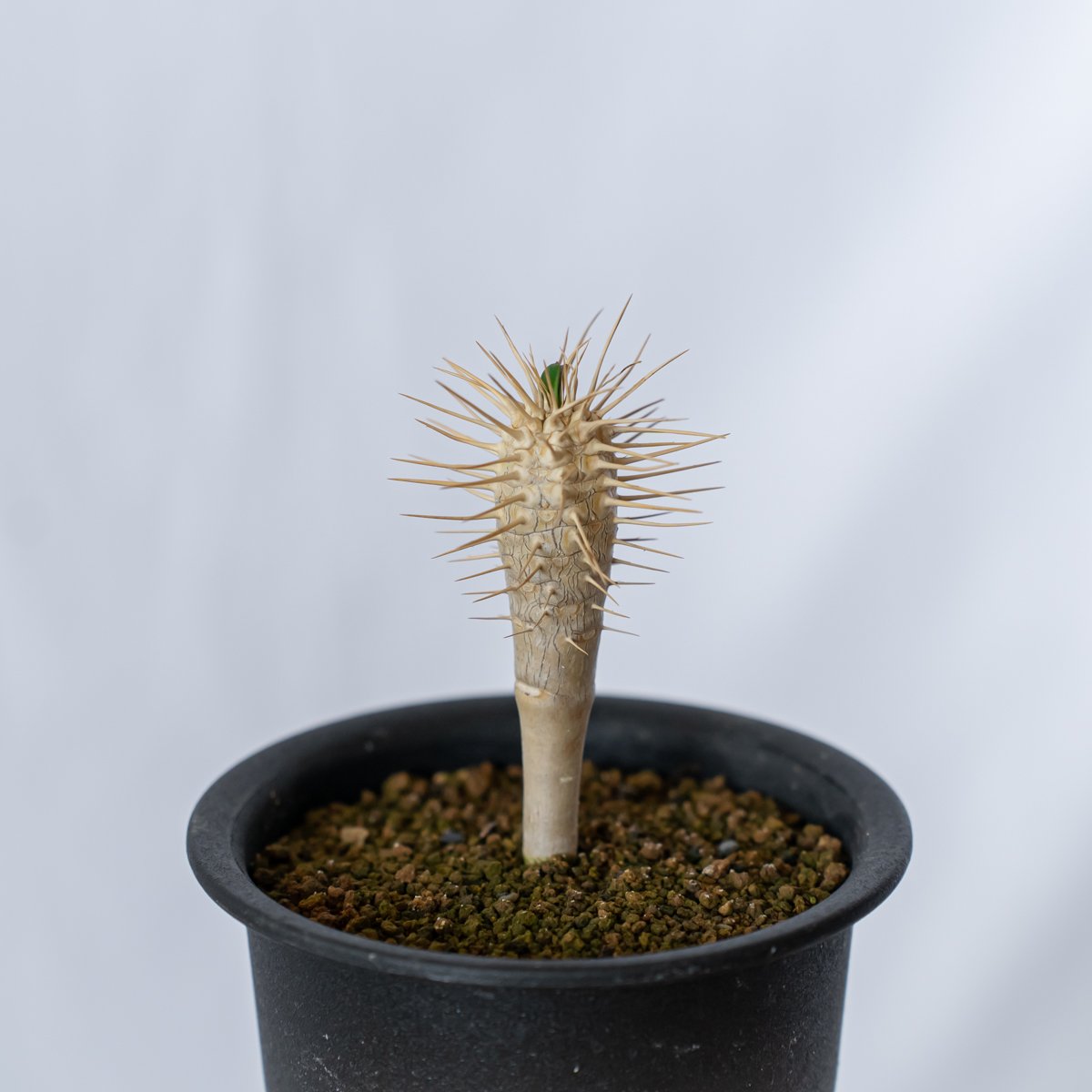 ユーフォルビア ギラウミニアナ 実生 Euphorbia guillauminiana ユーフォルビア ギラウミニアナ 実生 Euphorbia guillauminiana