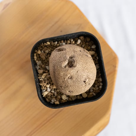 ステファニア エレクタ【発根管理中】Stephania erecta 塊根植物 コーデックス 多肉植物 珍奇植物 静岡 ANTIDOTE 通販 S1221