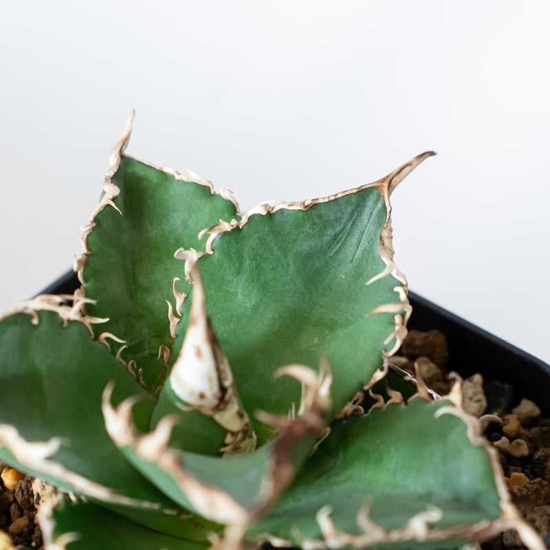 アガベ チタノタ 緑幽霊【発根管理中】 Agave titanota TC株 多肉植物