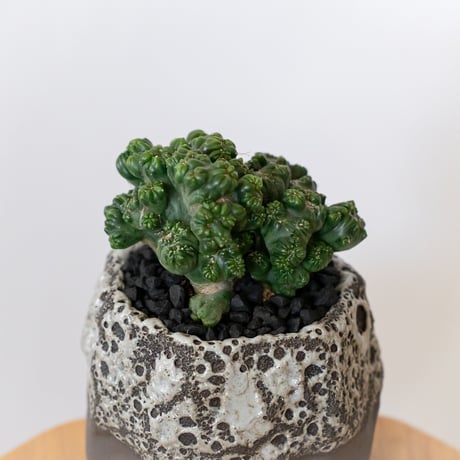 セレウス 黒獅子 鉢セット Cereus variabilis f.monstrosus サボテン 多肉植物 観葉植物 インテリアグリーン 静岡 ANTIDOTE 通販 S1117
