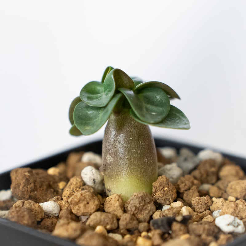 アデニウム アラビカム ドーセットホーン 獅子葉 実生 Adenium
