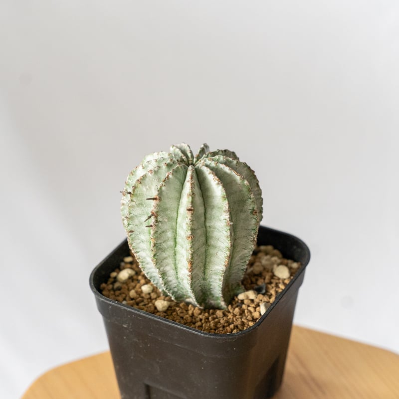 ユーフォルビア ホリダ Euphorbia horrida 多肉植物 珍奇植物 ANTIDOT