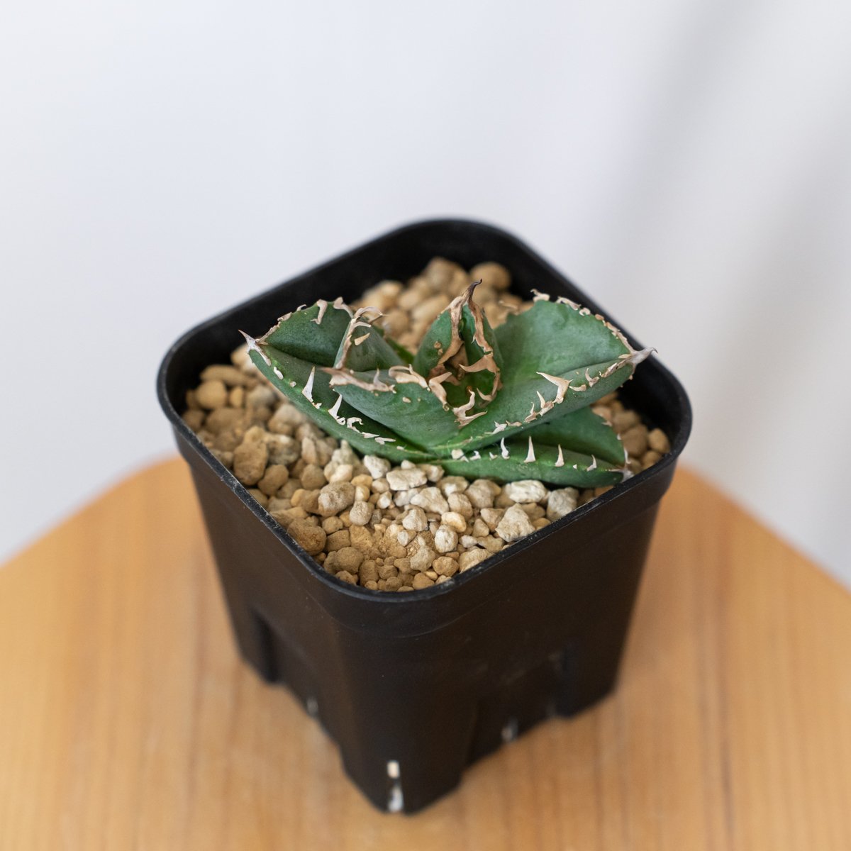 アガベ チタノタ 氷雹【発根管理中】TC株 Agave titanota HYO ブツブツ