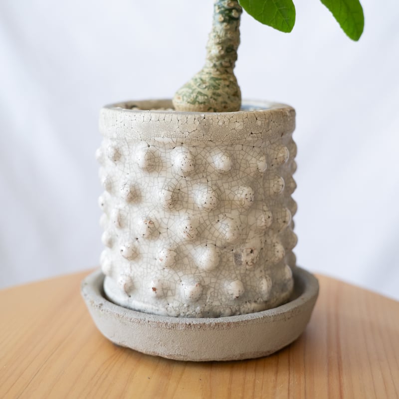 ドルステニア フォエチダ Dorstenia 塊根植物 コーデックス 珍奇植物
