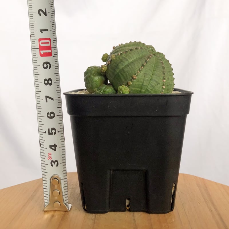 ユーフォルビア 仔吹きシンメトリカ Euphorbia symmetrica オベサ 多肉