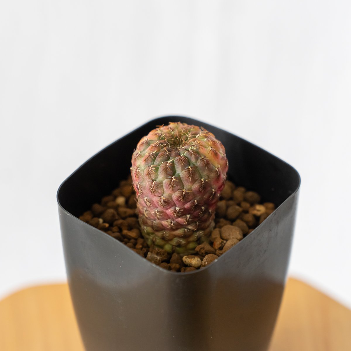 スルコレブチア ラウシー錦 カキ仔 Sulcorebutia rauschii
