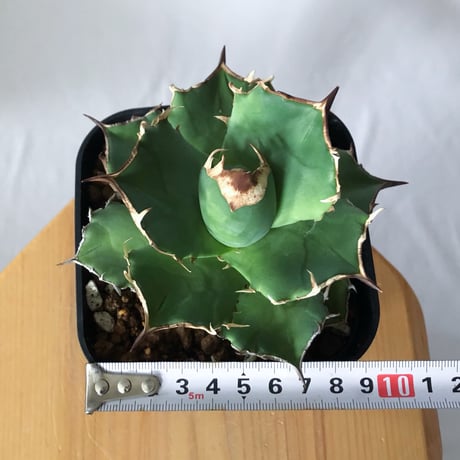 アガベ チタノタ 白犀牛【発根管理中】TC株 シロサイ Agave titanota White Rhino 多肉植物 珍奇植物 静岡 通販 ANTIDOTE S1447