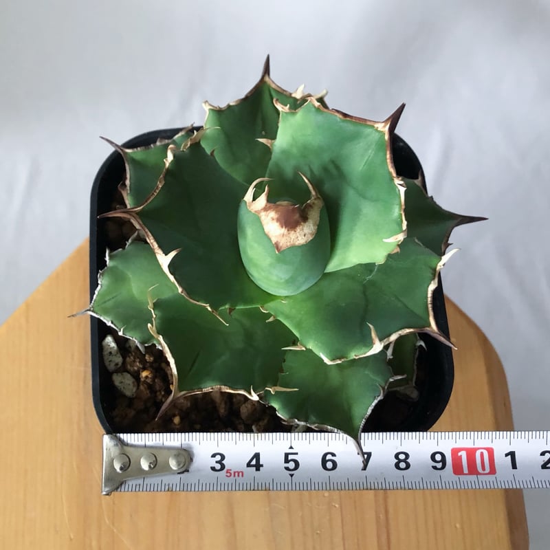 アガベ チタノタ 白犀牛【発根管理中】TC株 シロサイ Agave titanota