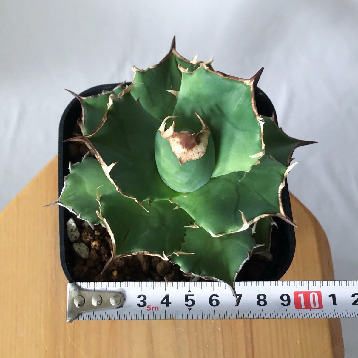 アガベ チタノタ 白犀牛【発根管理中】TC株 シロサイ Agave titanota