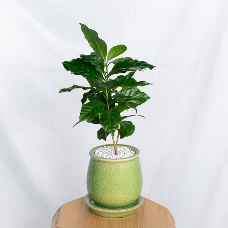 コーヒーの木 鉢セット Coffee tree 観葉植物 インテリアグリーン 珍奇