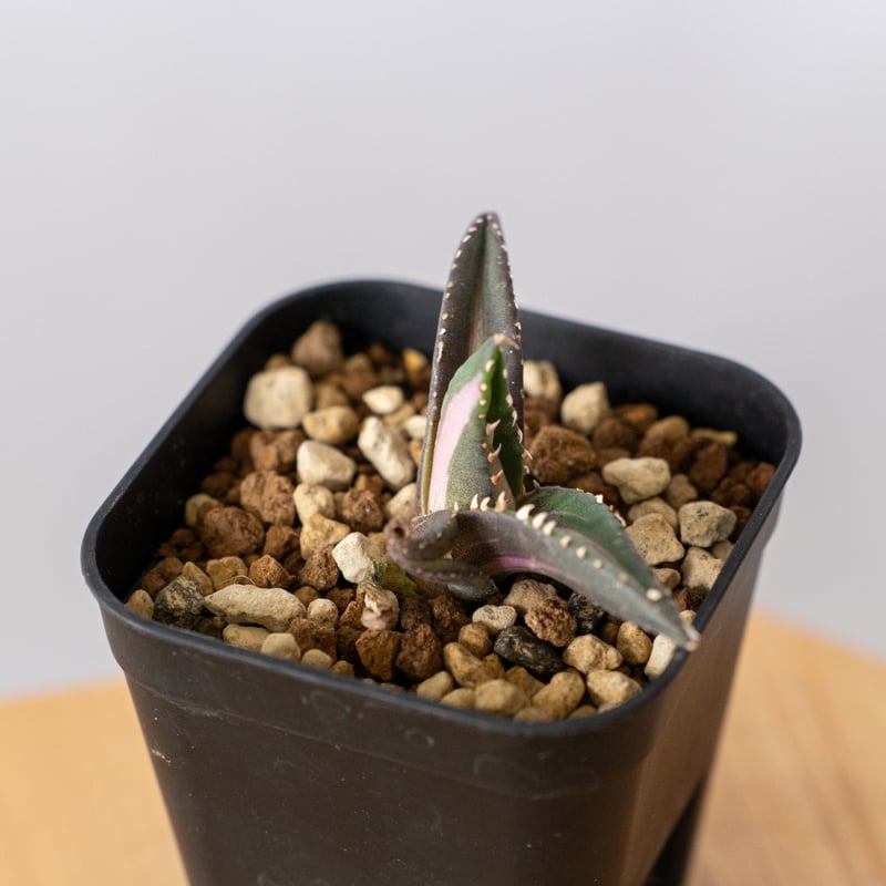 【希少】アガベ　狼人　錦　白中斑　発根済み アガベ チタノタ 狼人錦 中斑錦 Agave titanota were wolf White