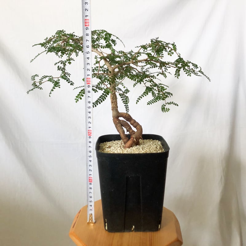 オペルクリカリア パキプス 実生 Operculicarya pachypus 塊根植物 多肉