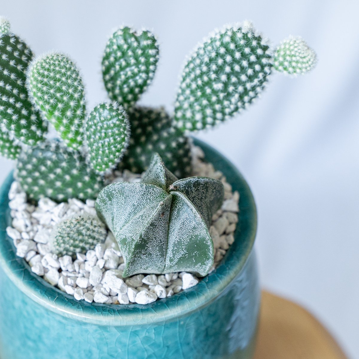 バニーカクタス＆ランポー 寄せ植え 鉢セットオプンチア アストロ