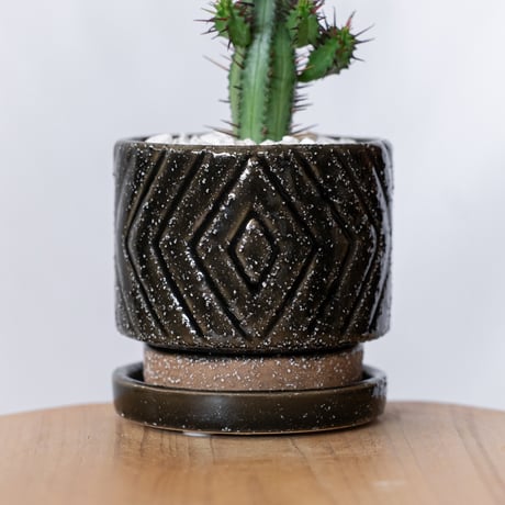 ユーフォルビア 紅彩閣 エノプラ 鉢セット Euphorbia enopla 塊根植物 多肉植物 珍奇植物 静岡 ANTIDOTE 通販 S1388