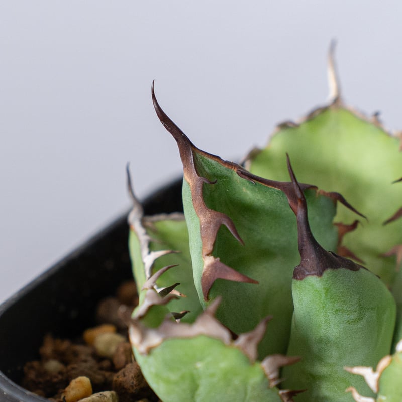 アガベ チタノタ 黒鯨 Agave titanota Black Whale 多肉植物 珍奇植