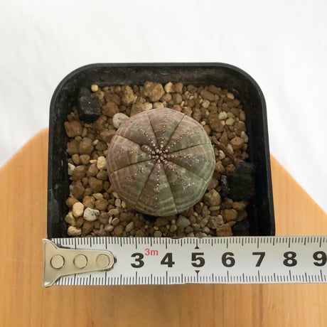 ユーフォルビア オベサ 実生 Euphorbia obesa 多肉植物 珍奇植物 静岡 ANTIDOTE 通販 S1227