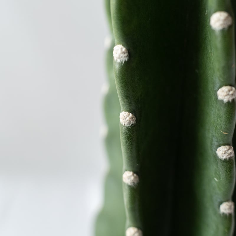 トゲナシ キメンカク 鬼面角 柱サボテン サボテン 多肉植物 珍奇植物