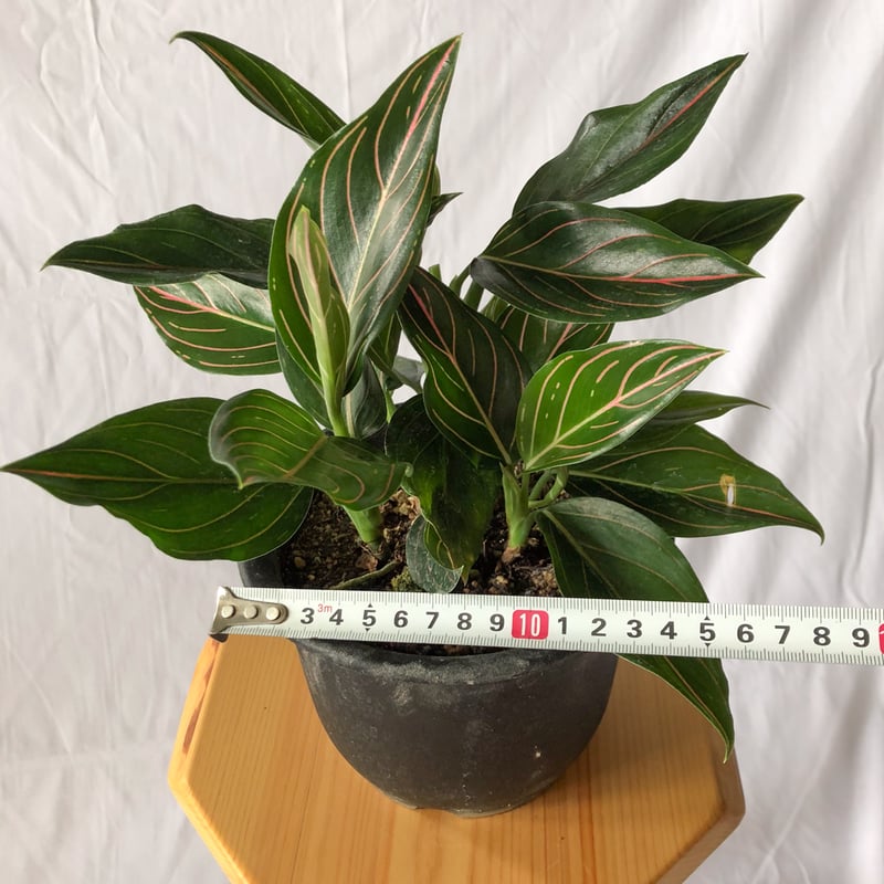 アグラオネマ ロタンダム aglaonema 観葉植物 静岡 ANTIDOTE 通販 S44