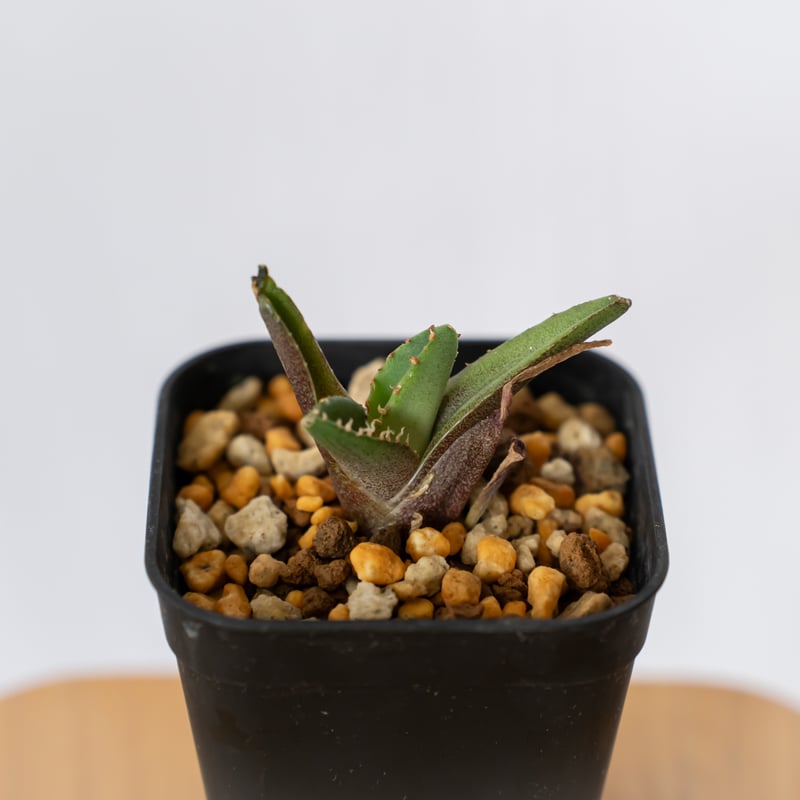 アガベ チタノタ 鰐亀 ワニガメ TC株 Agave titanota alligator s