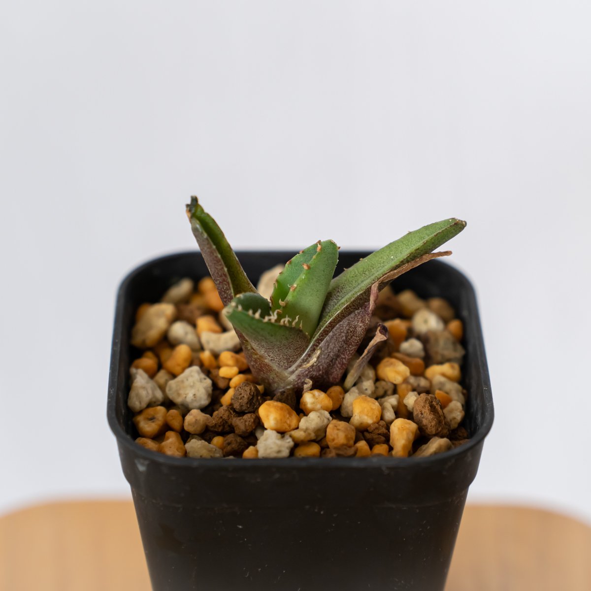 アガベ チタノタ 鰐亀 ワニガメ TC株 Agave titanota alligator s
