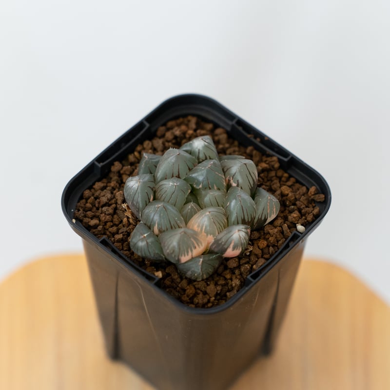 ハオルチア ブラックオブツーサ錦 Haworthia obtusa Black 多肉植物
