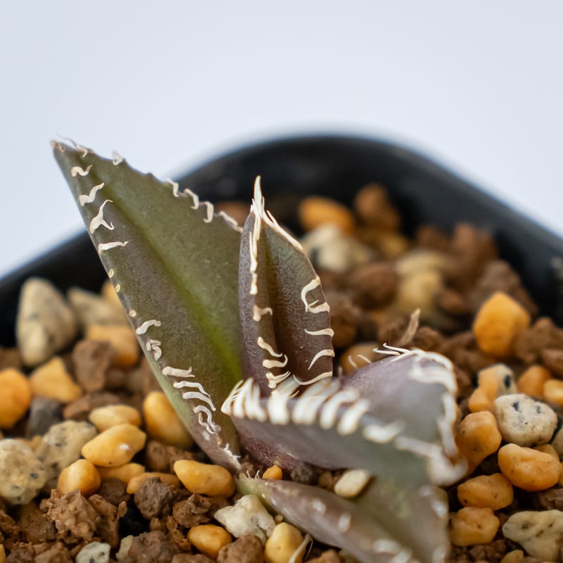 アガベ チタノタ 金蟾【発根管理中】TC株 Agave titanota kinsen