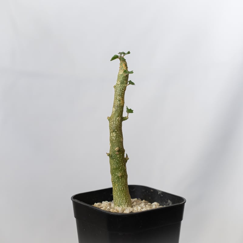 ドルステニア ジプソフィラ 実生 Dorstenia gypsophila 塊根植物 多肉
